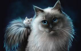 Download our free software and turn videos into your desktop wallpaper! 5522154 1680x1050 Fantasy Cat Background Cool Wallpapers For Me