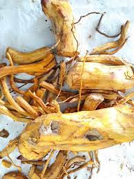 Teknik Pewarnaan Alam Natural Dyeing Kain Dengan Menggunakan Zat Pewarna Alam Akar Mengkudu Dinas Perindustrian Provinsi Ntb