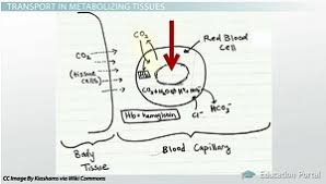 Carbon Dioxide Transport In The Blood Video Lesson