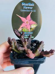 Image result for Pilea angolensis