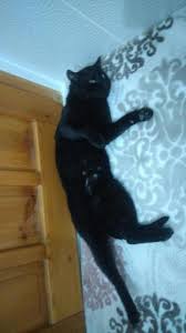 Kayip Kedi Amasya 15 Subattan Beri Amasya Dogal Hayati Ve Hayvan Haklarini Koruma Dernegi Facebook