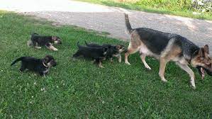 They are very lovable and a joy to own. Sunset Farm German Shepherds Home Facebook