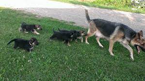Here is your chance to share them with us if you'd like and to read those gsd stories submitted to us by others. Sunset Farm German Shepherds Home Facebook