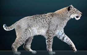 Both the canadian and eurasian lynx are considered to have stable populations, but both have lost large areas of their former ranges. Synapsida Pliocene Pt 5 The Last Sabretooths In Europe