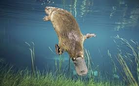 Wwf Adoption Platypus Duck Billed Platypus Animal Facts