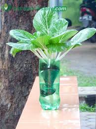 Letakkan botol bekas ini di tempat yang tidak terkena hujan, tetapi memperoleh sinar matahari yang cukup. Cara Membuat Hidroponik Dari Botol Plastik Hidroponik Store