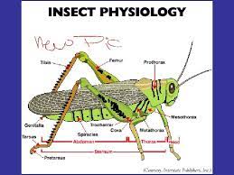 • get good guide books for general and specialized uses. Integrated Pest Management Reminder Student Learning Activities Are
