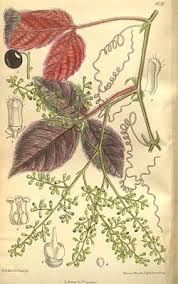 Image result for Cyphostemma glandulosissimum