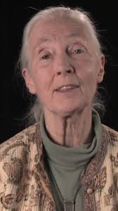 The wandering #albatross is so-named for a very good reason. These large,  wide-ranging birds have been known to cover more than 120,000 kilometres of  ocean waters in a single year! © naturepl.com /