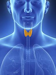 Image result for thyroid