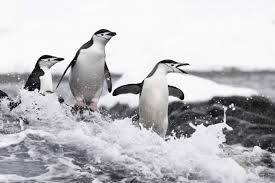 Black and white (of course), precision contrast, and precision detail. How To Photograph Penguins In Antarctica Nature Ttl
