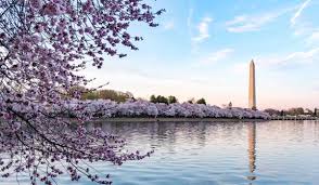 Get it as soon as wed, may 19. Cherry Blossom Peak Bloom Predictions Announced Smart News Smithsonian Magazine