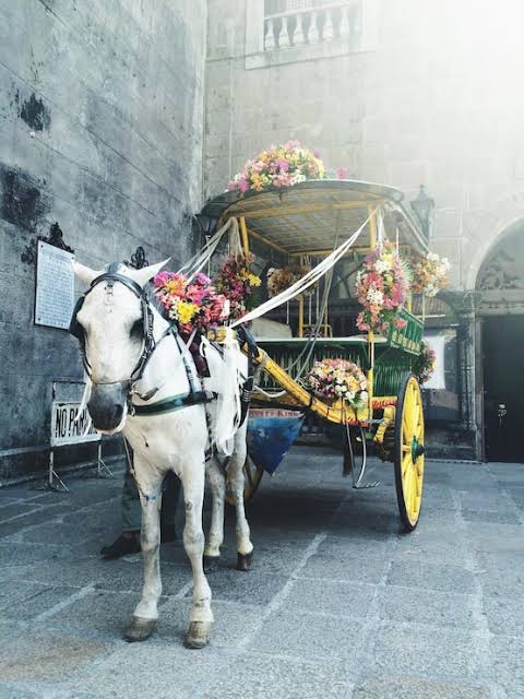 Page 5 | Horse drawn cart Images - Free Download on Magnific (formerly Freepik)