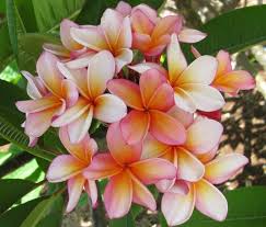Pin On Plants Color Salmon Apricot Coral