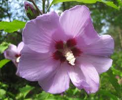 Image result for Hibiscus syriacus Violet Clair Double