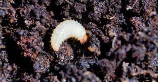 Free crawling insect vector download in ai, svg, eps and cdr. Tiny White Bugs In Soil How To Remove And Stop Them Returning Geartench