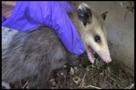 Took a big dog to get rid of the fox (chase her off) and growing more trees to over the years has resolved the owl issue. Do You Ever Play Possum Quiz Wonderopolis