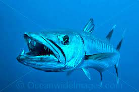 Great Barracuda Sphyraena Barracuda Found Throughout All Tropical Seas Photo Taken At Great Barrier Reef Queensland Aus Salt Water Fishing Fish Lion Fish