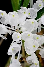 Image result for Podangis dactyloceras