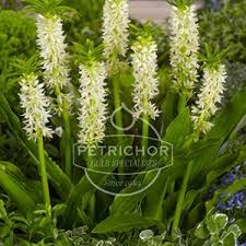 Image result for Scadoxus pole-evansii