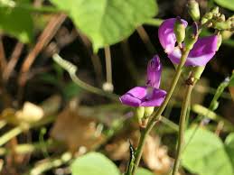 Image result for Canavalia rosea