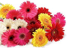 Mahkota bunga tersusun hanya selapis umumnya 12 penyulaman tanaman jangan lebih dari 30 hari pada pagi atau sore hari penyiraman dalam kondisi normal membutuhkan 6 liter/hr/m2 sebelum. Jenis Bunga Gerbera Yang Memiliki Banyak Manfaat Dan Filosofi Tersendiri