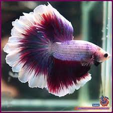 Pin On Fish