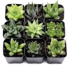 We did not find results for: Cappl Assorted Haworthia Set Of 9 Succulent Plants Amazon In Garden Outdoors