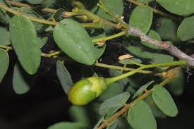 Image result for Rourea