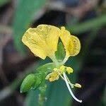 Image result for Aneilema aequinoctiale