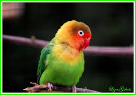 Image result for Peddiea fischeri