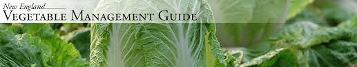 University of massachusetts at amherst/new england vegetable management guide: Crops Umass Amherst New England Vegetable Guide