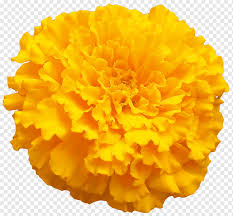 Also known as the treasure flower, gazanias will bounce back from light frosts. Yellow Marigold Flower Mexican Marigold Marigold Orange Color Flower Png Pngwing
