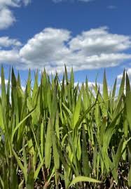 Image result for Chassalia parvifolia