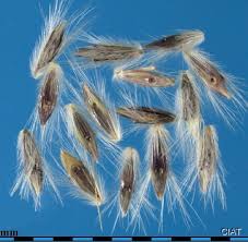 Image result for Bothriochloa