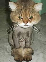 12 Extreme Animal Hairstyles Animal Hairstyles Oddee Weird Animals Animals Funny Animals