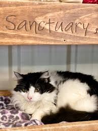 Different states have different laws regarding keeping exotic cats and cubs as pets. Meet Furball Farm Cat Sanctuary A Place Where Every Unwanted Cat Gets Love