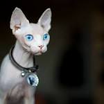 Sphynx Kittens For Sale — NOCOATKITTY SPHYNX