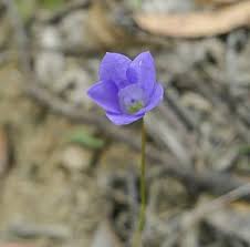 Image result for Wahlenbergia capitata