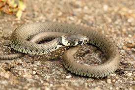 Maybe you would like to learn more about one of these? Die Ringelnatter Naturschutz Ruhr