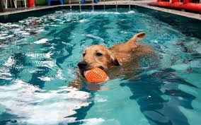 Maybe you would like to learn more about one of these? Best Dog Daycares In Dubai Dog House Dog Walk More Mybayut