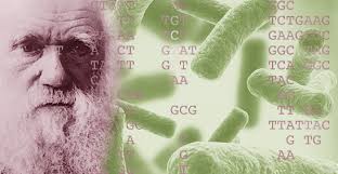 Whole Genome Epidemiological Typing of Escherichia coli