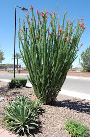 Blooming Beautiful Ocotillo Arizona Landscape Desert Landscaping Arizona Plants