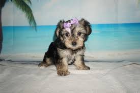 How much are morkie puppies for sale in florida? Morkie Breeder Fl Tlc Puppy Love