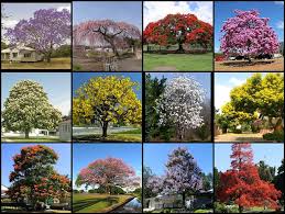 Whether you choose the iconic crape myrtle or a classic dogwood, you'll have the perfect flowering tree for your homescape. Field Guide Flowering Trees Of The World Flickr