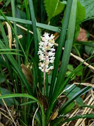 Image result for Asparagaceae