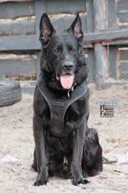 Maybe you would like to learn more about one of these? Black German Shepherd Home Facebook