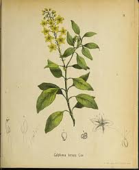Image result for Flabellariopsis acuminata