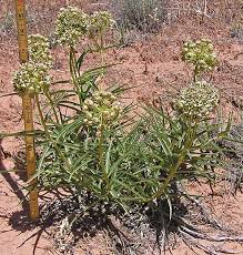 Image result for Asclepias aurea