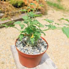 Image result for Xerosicyos